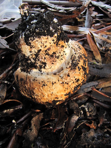 Agaricus lilaceps image