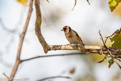 Carduelis carduelis