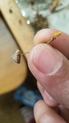 Mycena aurantiomarginata