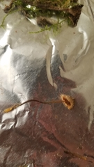 Mycena aurantiomarginata