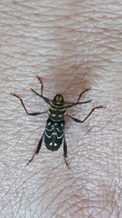 Cotyclytus curvatus