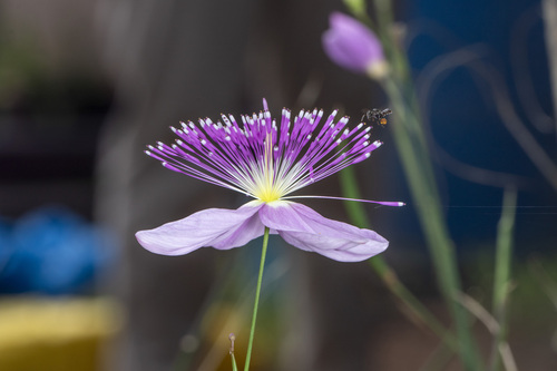 Cleome angulata (Cleome angulata)