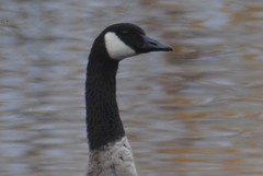 Branta canadensis parvipes