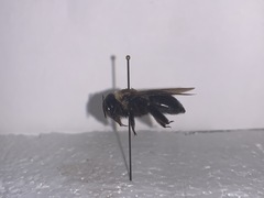 Xylocopa virginica