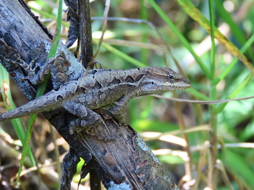 Chiapas Ornate Anole
