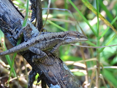 Anolis anisolepis