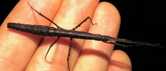 Libethra