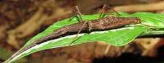 Libethra
