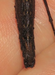 Libethra