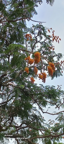 Colvillea racemosa, photograph 3