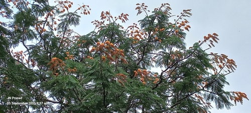 Colvillea racemosa, photograph 4