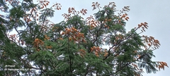 (c) JN Prasad, some rights reserved (CC BY) Colvillea racemosa, photograph (c) JN Prasad, some rights reserved (CC BY)
