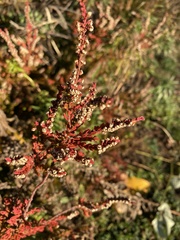 Calluna