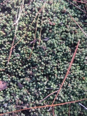 Pyxidanthera brevifolia