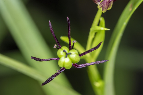 Iphigenia magnifica (Iphigenia magnifica)