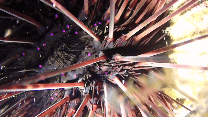 Breaksea urchin