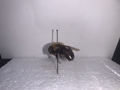 Bombus impatiens