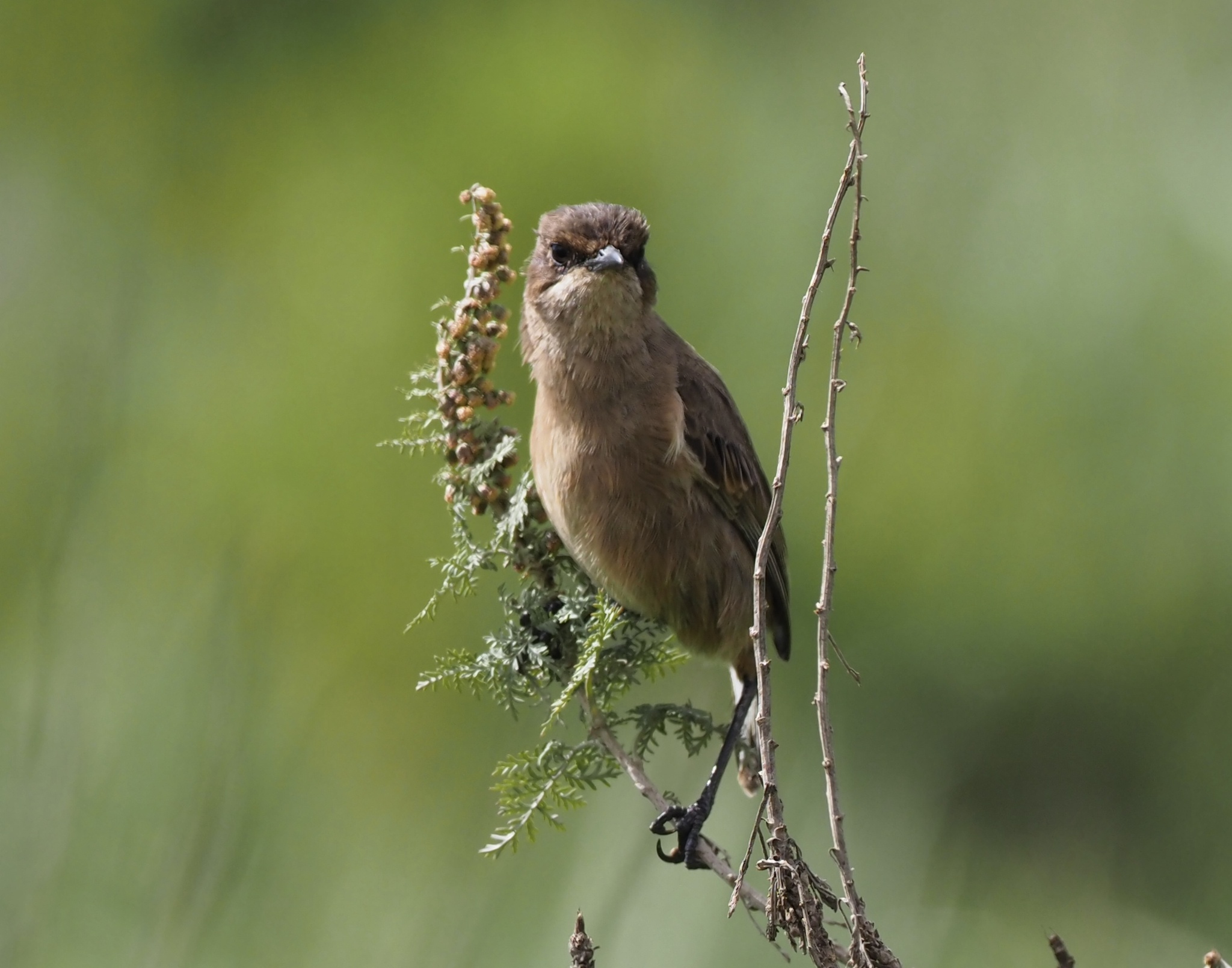Moorland Chat