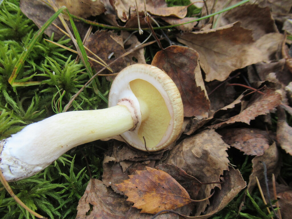 Suillus luteus · September 2025 · photo: © smsergey (iNaturalist, cc-by-nc)