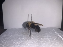 Bombus impatiens