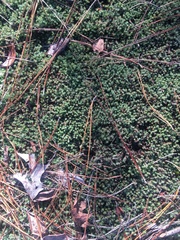 Pyxidanthera brevifolia