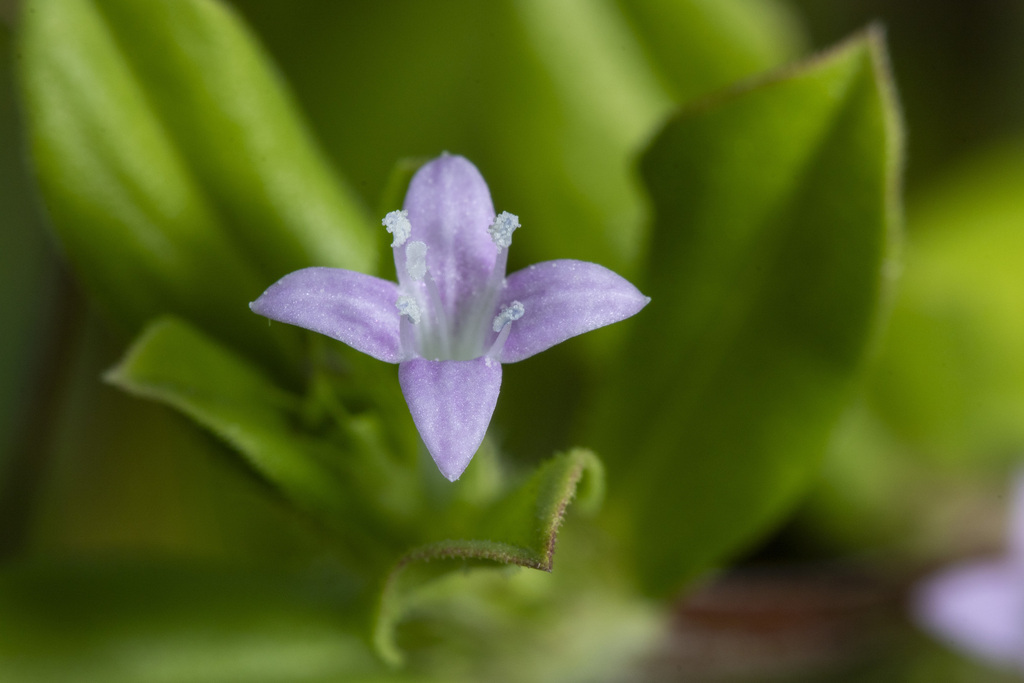 Jointed Buttonweed