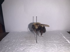 Bombus impatiens