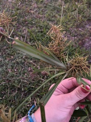 Cyperus odoratus image