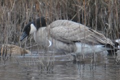 Branta canadensis parvipes