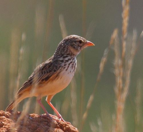 Madagascar Lark