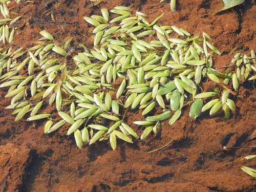 Potamogeton octandrus, photograph 5