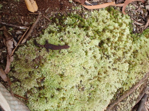 Hemiphyllodactylus typus observed 2025-09-14