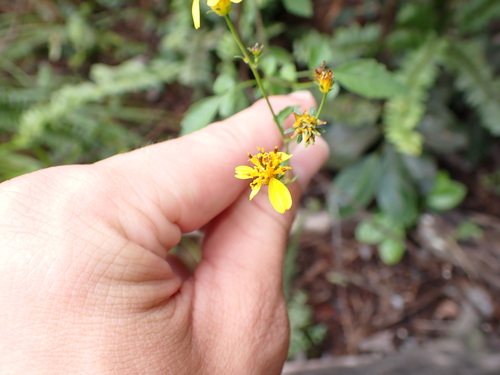 Bidens sandvicensis, 2025-09-14