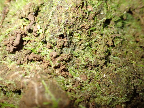 Asperifolia arguta observed 2025-09-14