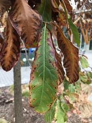Xylella fastidiosa