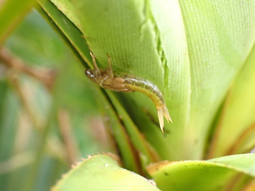 Megalagrion koelense observed 2025-09-14