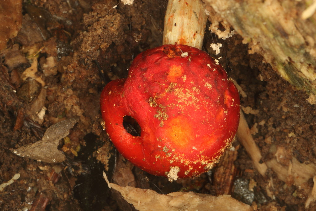 Leratiomyces erythrocephalus · September 2025 · photo: © jacobl (iNaturalist, cc-by-nc-sa)