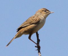 Cisticola cherina