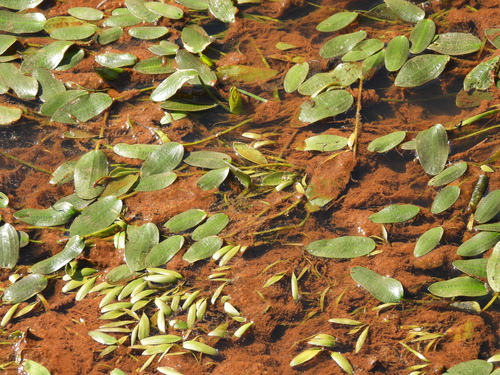 Potamogeton octandrus, photograph 6