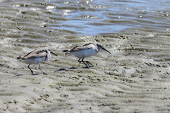 Calidris ferruginea