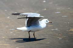 Chroicocephalus hartlaubii