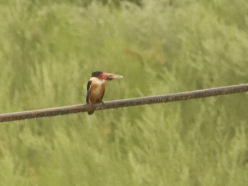Black-capped Kingfisher