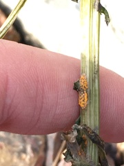 Puccinia lagenophorae