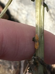 Puccinia lagenophorae