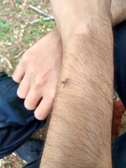 Metaphidippus