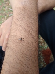 Metaphidippus