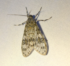 Eucereon myrina