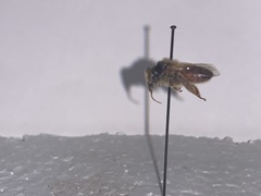 Apis mellifera