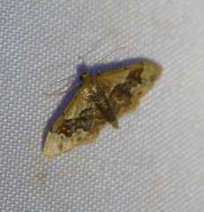 Idaea gemmata