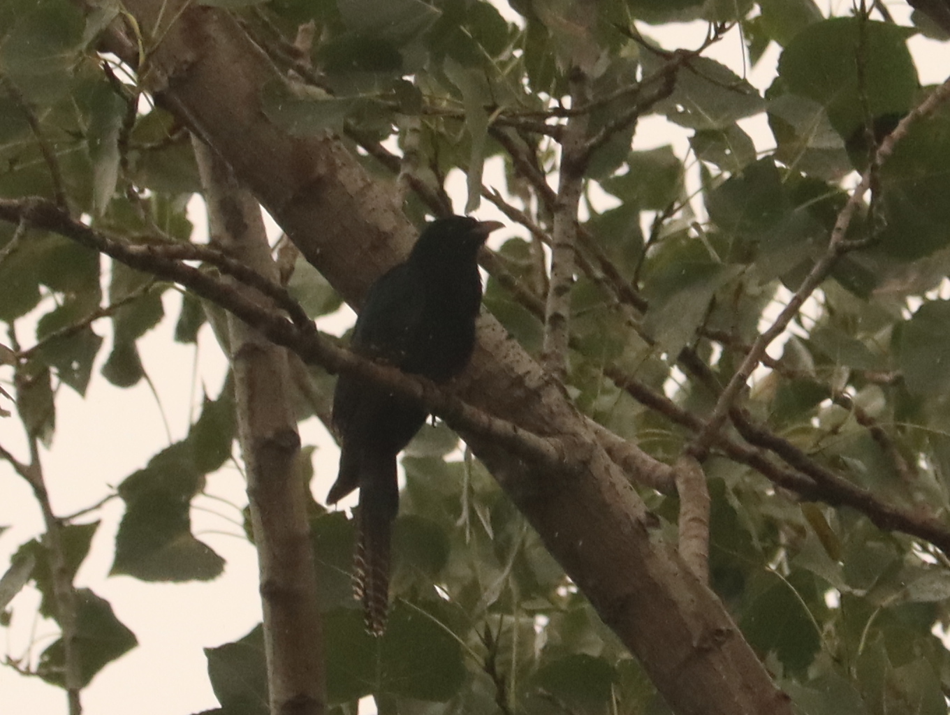 Asian Koel